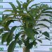 Gaštan jedlý (Castanea Sativa) ´BOUCHE DE BETIZAC´ - výška: 150-170 cm, obvod kmeňa: 4/6 cm, kont. C6L